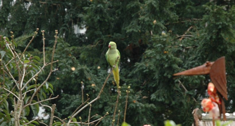 The Bird